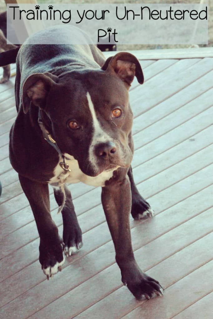 Today, Pitbull Puppy Training Tips will cover how to handle an unruly un-neutered Pitbully puppy. We'll cover Pitbull puppy training tips on a few things.