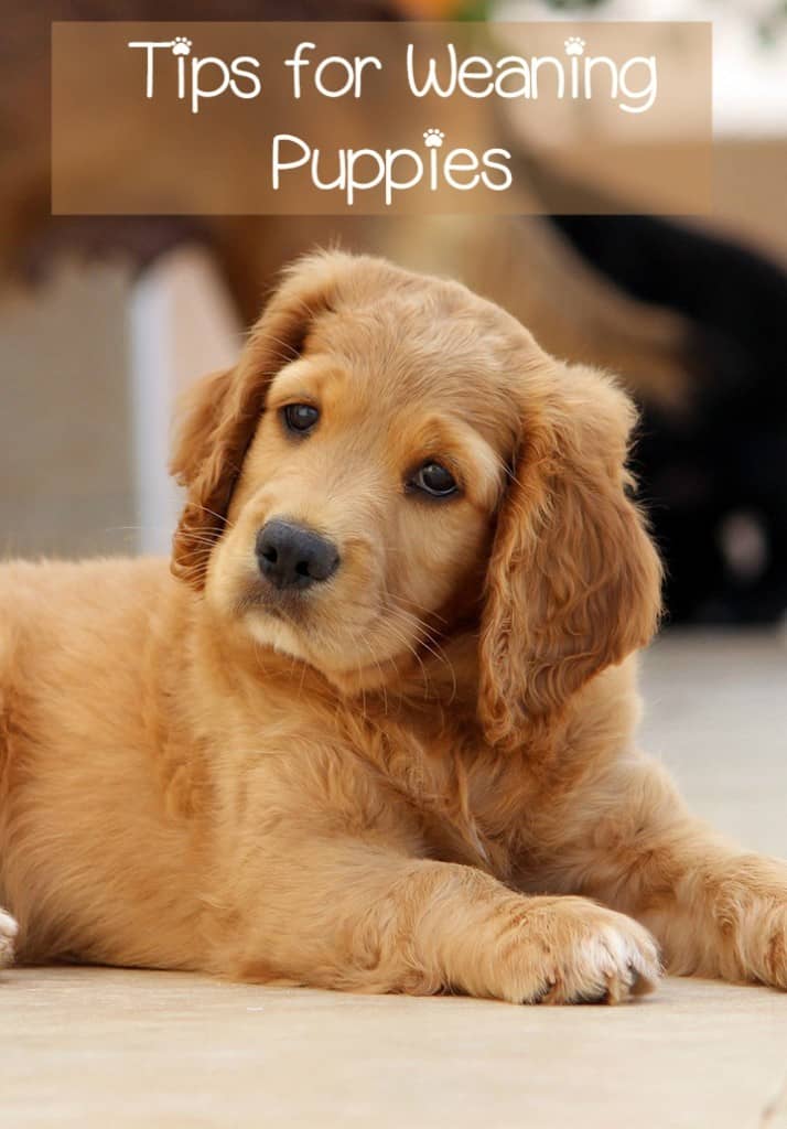 It's important to know what and when to feed weaning puppies. Starting at about one month old, weaning puppies need a special mix of solid food.