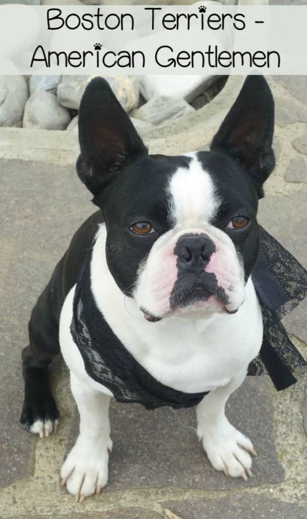 Boston Terriers are consummate family dogs. Boston Terriers are a popular breed because of their affectionate, inquisitive, and exuberant nature.