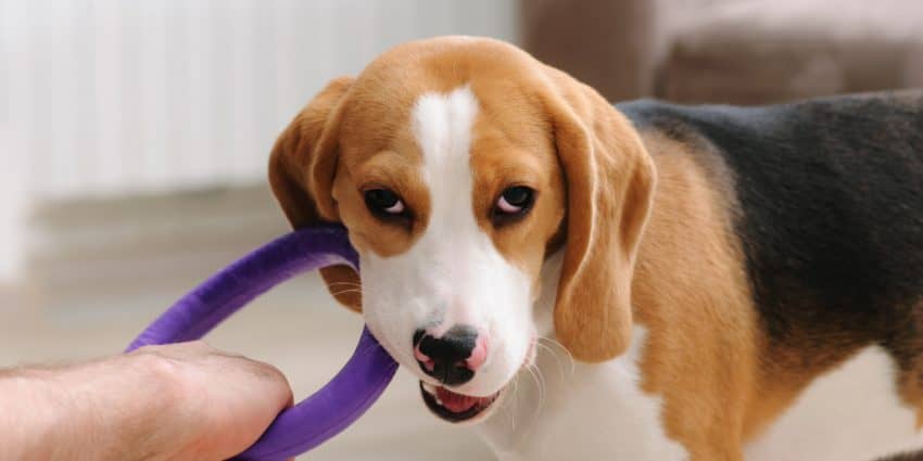 Satisfy your pup's chewing instinct with the best chew toys for a teething puppy! They'll keep your shoes safe & help those teeth come in with less pain.