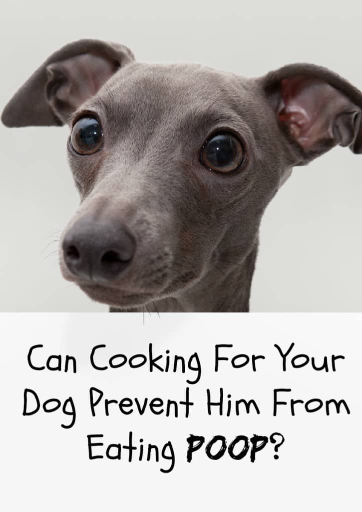 If your dog is a poop-eating fiend, you'll find yourself looking for ways to break this icky habit! Is cooking for your dog one of them? Find out here!