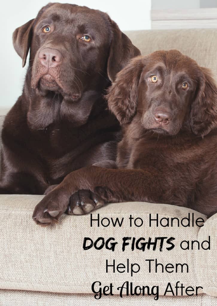 Scrapes at the park keeping you & your pooch home? Check out our tips on how to handle dog fights and help dogs get along better after the fight is over.