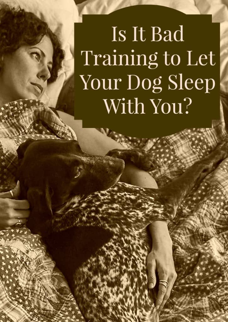 Is it a bad idea to let your dog sleep with you? Will it totally wreck his training? Find out the answer to that question & decide for yourself!