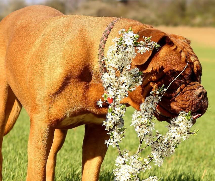 Seasonal allergies can be just as bad for dogs as for people. Here are some tips to help manage your dog's uncomfortable extreme seasonal allergies.