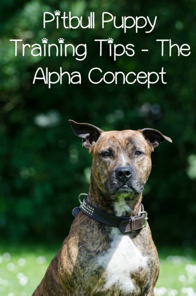 In this edition of Pitbull Puppy Training Tips, we'll talk about the Alpha concept. Pitbull Puppy Training Tips will discuss this as it relates to training.