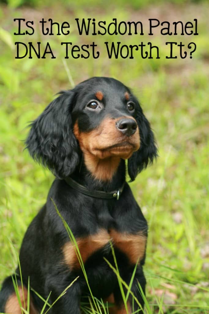 Wisdom Panel is a DNA test designed for dogs. Wisdom Panel is used to determine the heritage of you dog, and it is one of the most used tests of its type.