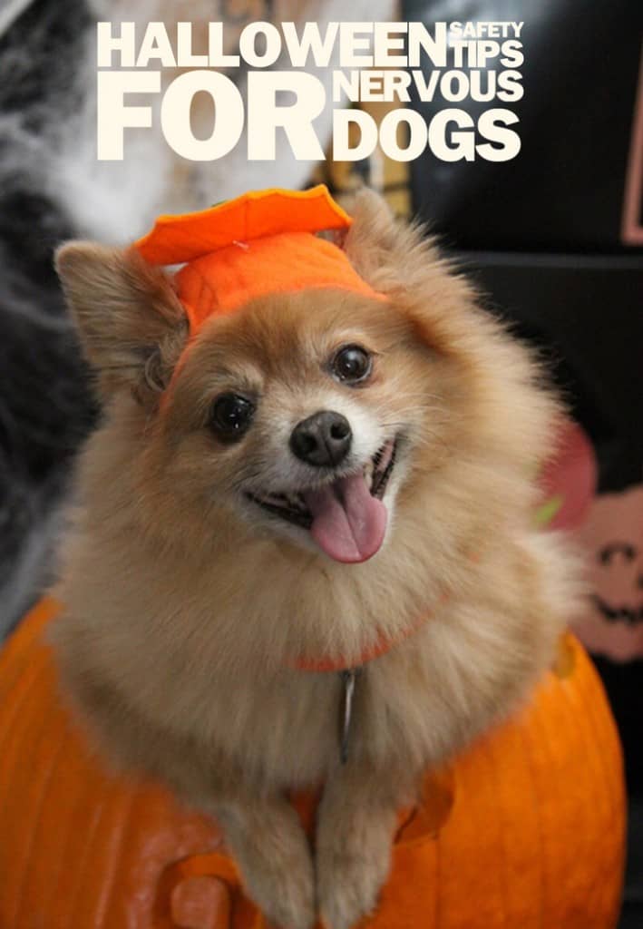 These Halloween safety tips will help you keep your nervous dog safe when trick or treaters stop by. These Halloween safety tips will keep your pooch calm.