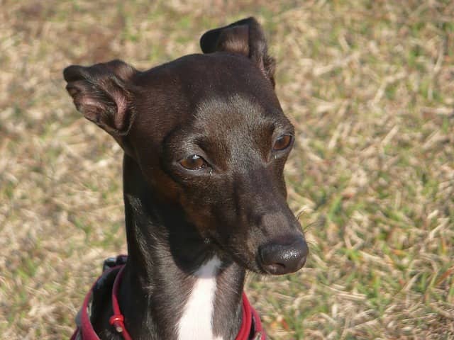 Italian Greyhound Rescue - What You Should Know - DogVills