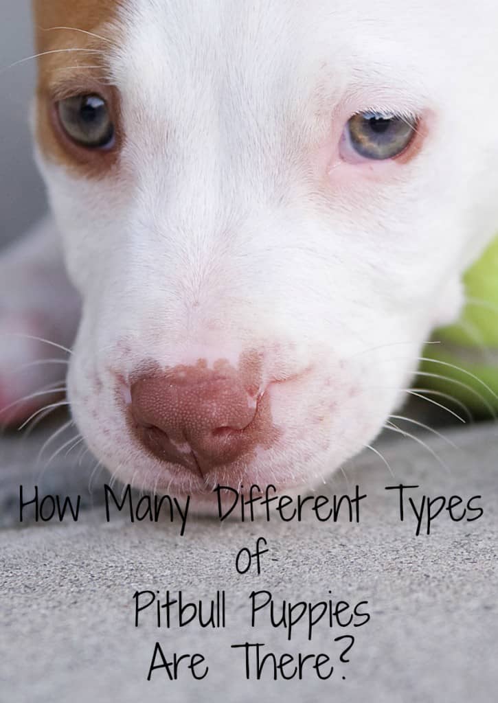 Thinking about getting a bully breed but confused over all the different types of pitbull puppies out there? Check out our guide to the sub-breeds!