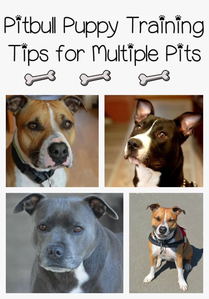 Follow these Pitbull puppy training tips to train more than one Pitbull. Pitbull puppy training tips for multiple dogs essentially the same as for one dog.