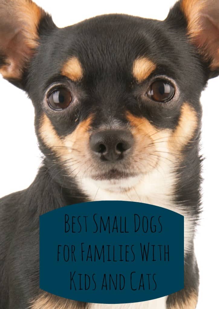 Looking for the best small dogs for families with kids & cats? Check out our top picks for breeds that are great with both and will steal your heart!