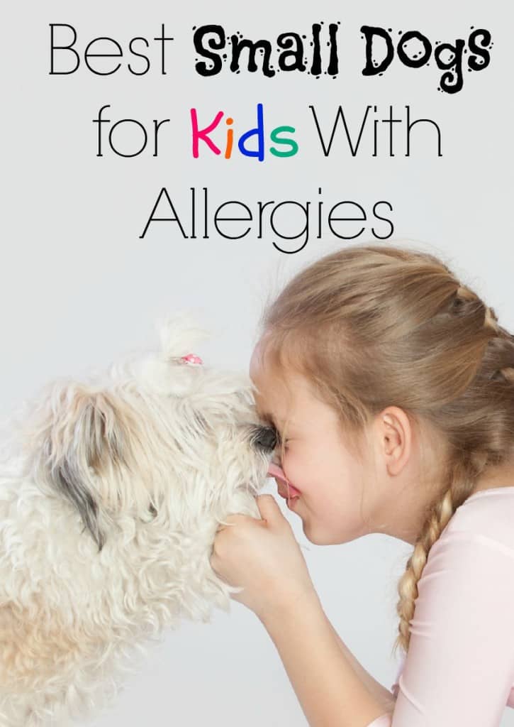 These small dogs for kids with allergies give your mini-me a chance to grow up with a beloved family companion without all the sneezing!