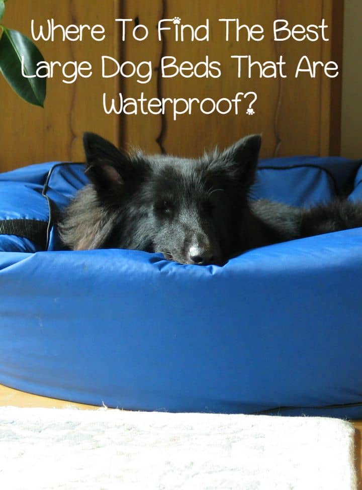 Wondering where to find the best extra large dog beds that are waterproof? Check out our favorite retailers first for the best deals!