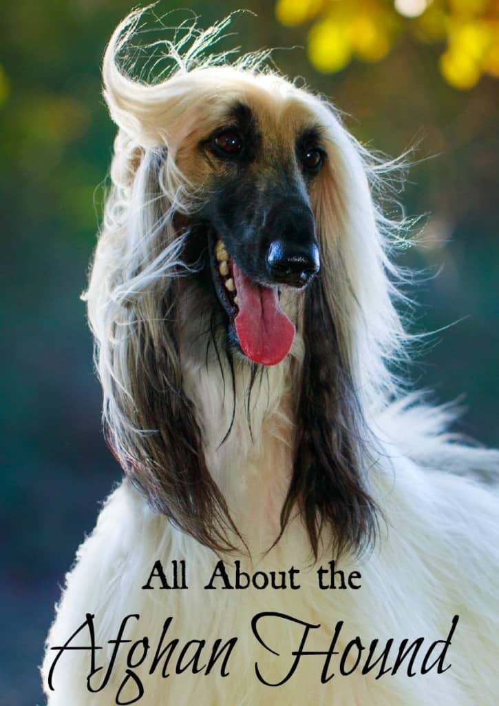 Check out everything you need to know about the Afghan Hound, one of our favorite large hypoallergenic dog breeds!