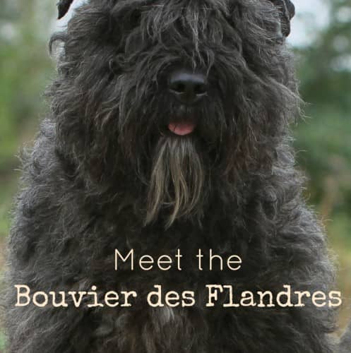 Meet the Bouvier des Flandres, a sweet large-breed hypoallergenic dog! Check out all the details about this big guy a& decide if he's right for you!