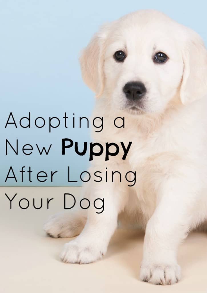 Thinking about adopting a new puppy after losing your dog? Read on for tips to make the transition easier on your whole family.