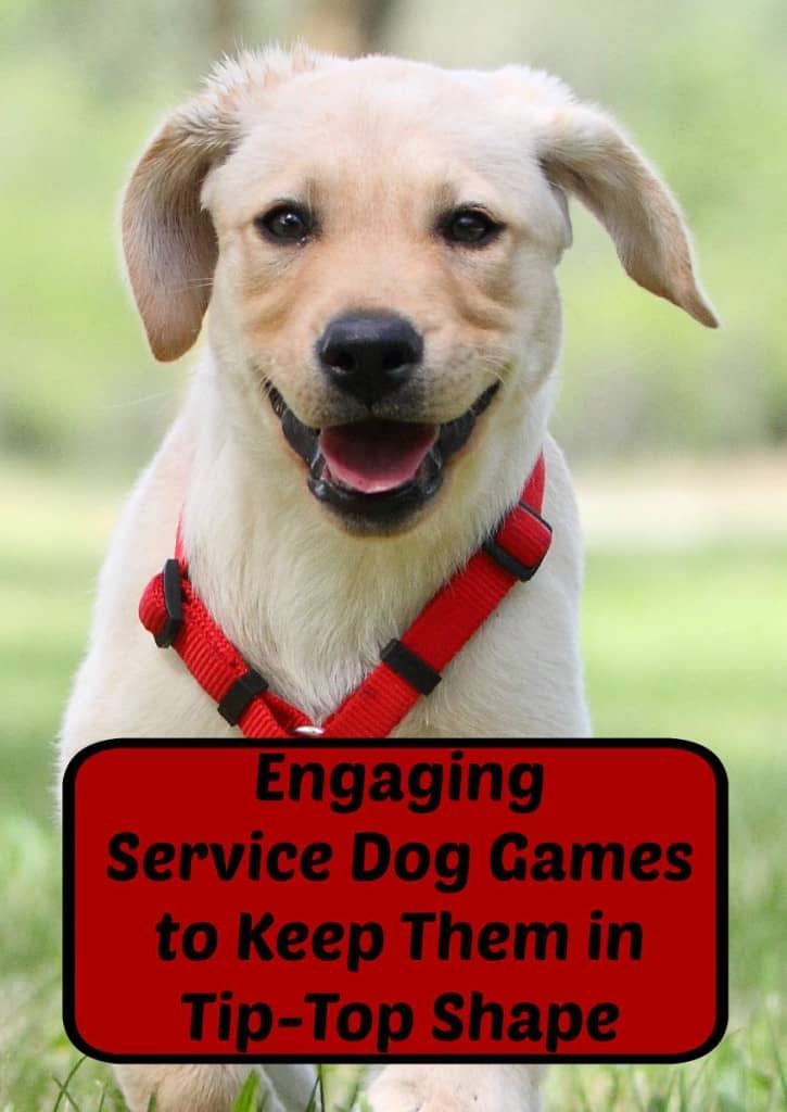 These fun and engaging service dog games will help keep your pooch in tip-top shape while giving you both a great chance to bond. Check them out!