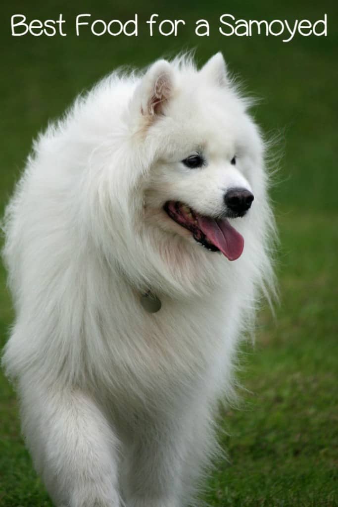 The best food for a Samoyed is a well balanced, high quality formulation. A Samoyed requires no special food. Breed specific foods are a myth.