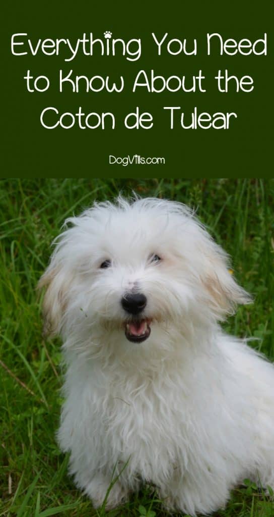 coton de tulear dander