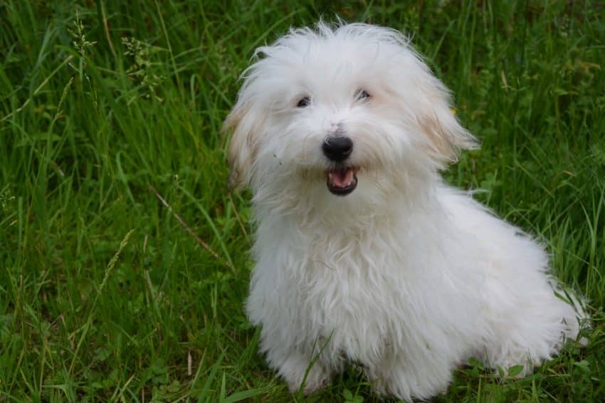 The Coton de Tulear is the perfect family companion. Learn everything you need to know about this clownish, sweet-natured hypoallergenic dog, including health, temperament, care, and lifespan!