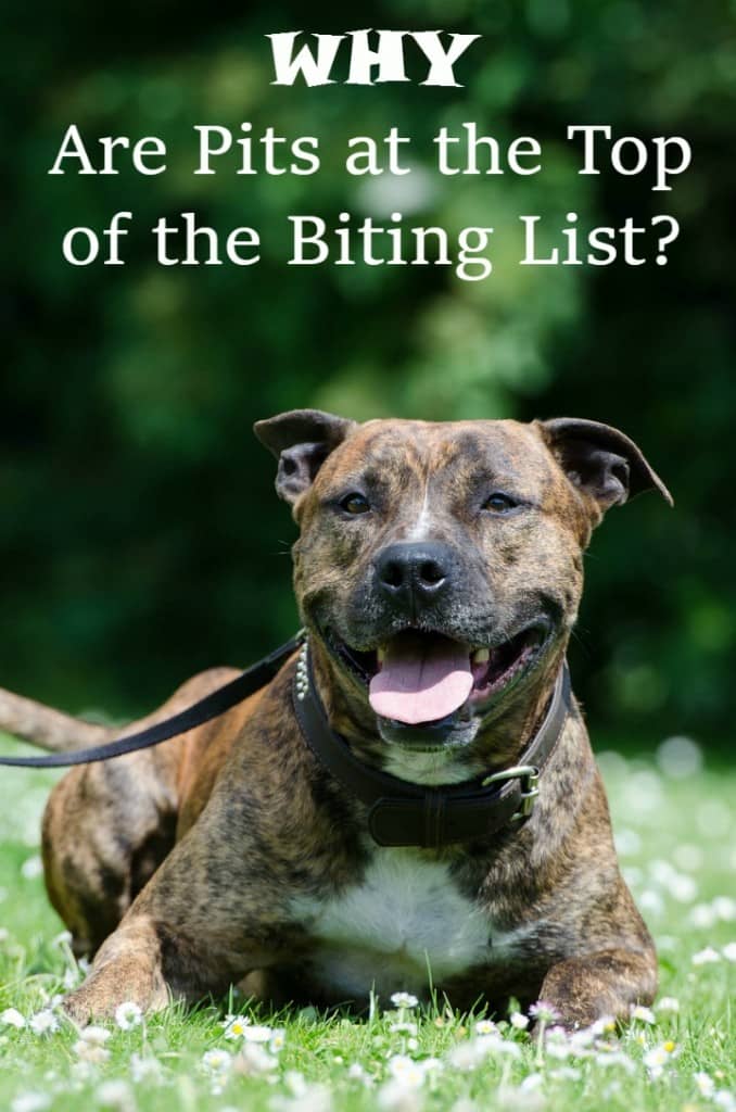 What dog breed bites the most? It's the Pit Bull. While the Pit is the answer to what dog breed bites the most, we need to look further.