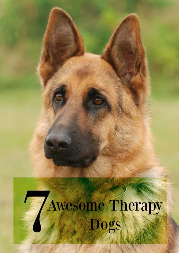 If you are on the search for the right therapy dog for your family, look no further! Check out our list of 7 awesome therapy dogs!