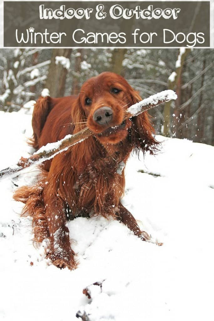 Don't let the chill keep you and Fido from staying fit! Embrace the season with these fun indoor and outdoor winter games for dogs! We think you'll have a blast too!