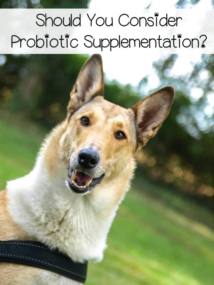 Supplementation with probiotics can improve the health of many dogs. Probiotic supplementation has been shown to help with GI issues.