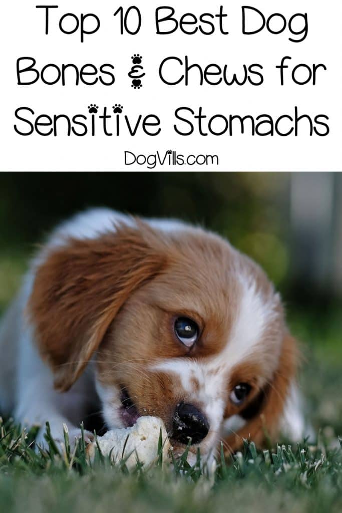 Get the best dog bone for sensitive stomachs for your pooch to satisfy the urge to chew without causing upset tummies! Here are our picks!