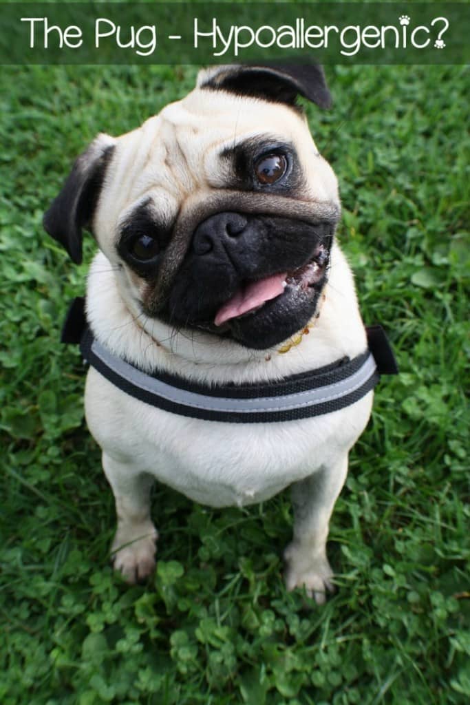 The Pug is a popular breed in the states. However for those with allergies, the Pug is not an option. The Pug is not a hypoallergenic breed.