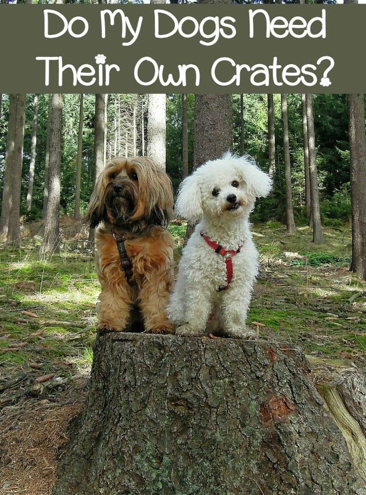 One of our readers asked "do my dogs need their own crates?" Check out our response, including the one time the answer to that may be "no."