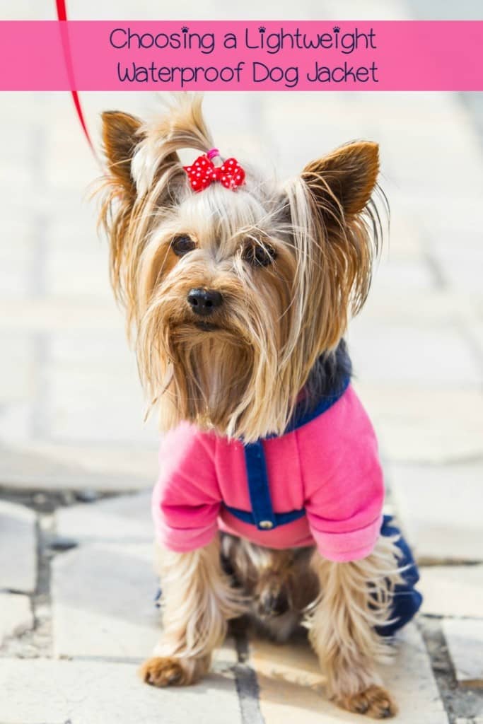 Choosing a great lightweight waterproof dog jacket is a must when walking your dog during the rainy season! Check out our tips!