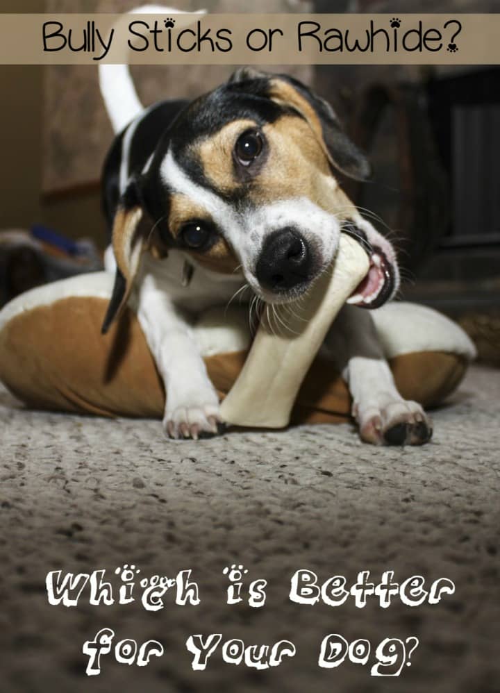 Bully sticks or rawhide: which is better for your dog? To answer that, check out the pros and cons of each chew treat and decide for yourself!