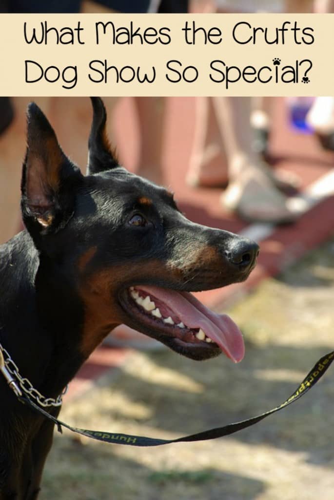 What makes the Crufts dog show so special? Check out the history and highlights of one of the largest dog shows in the world!