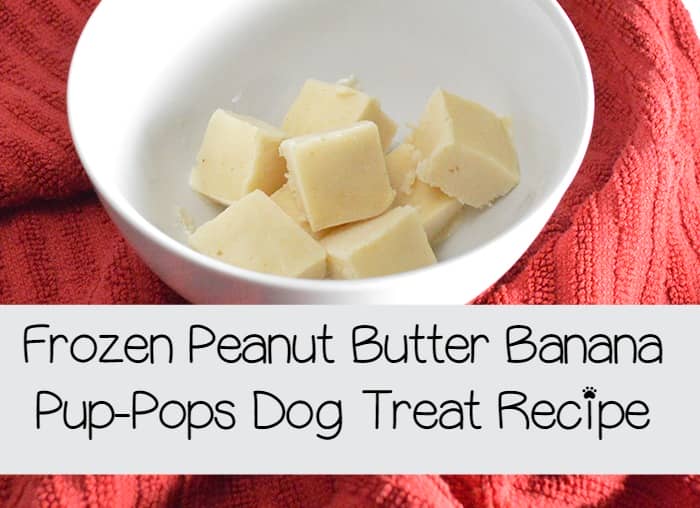 With warm days ahead, cool your pooch down with a fun and easy frozen dog treat recipe! The best part? It’s actually tasty for you if you love banana ice-cream! Try it out!