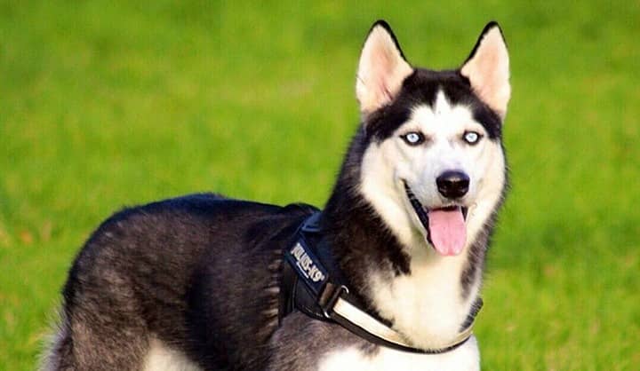 Siberian Huskies - Does the Breed Fit Your Family - DogVills