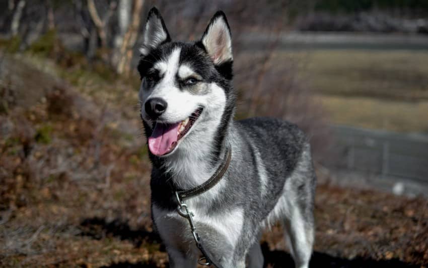 5 most stubborn dog breeds: husky