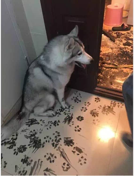 What happens when you leave a bored husky home alone? Check out this epic mess!