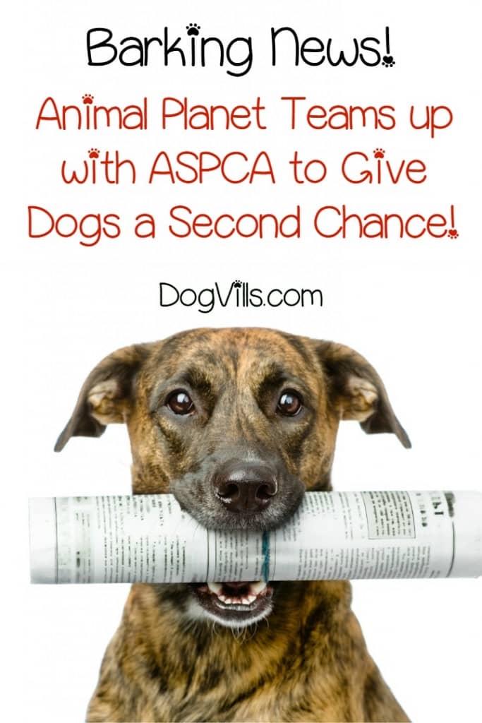 Animal Planet and the ASPCA teamed up to share the remarkable transition of six shy dogs in Second Chance Dogs. Check out the details!