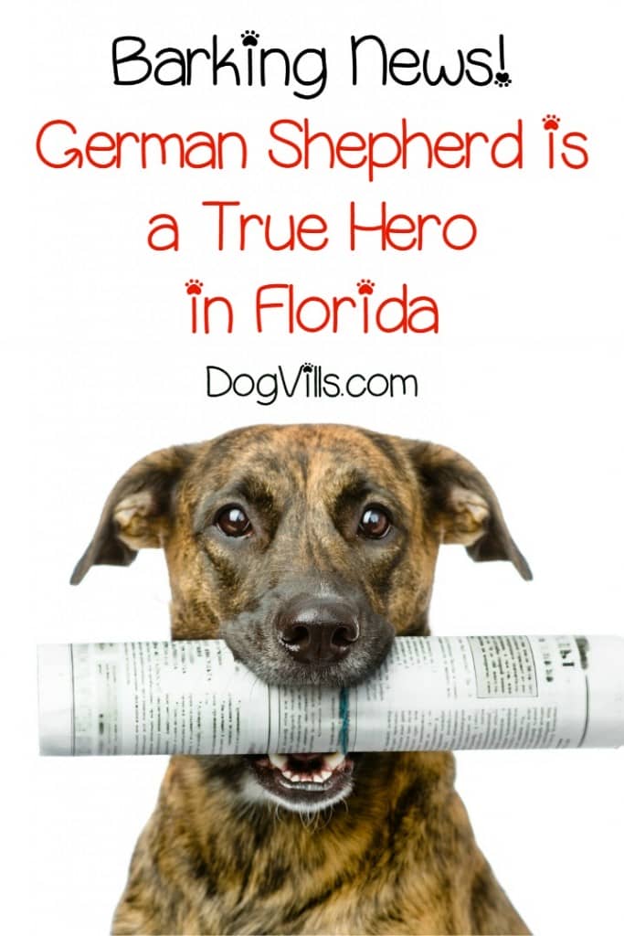 Maxx, a German Shepherd, is being hailed a true hero for saving the lives of two young children. On Monday night at around 11:20 pm, the home of Brent and Margo Feaser experienced a damaging fire. The home is located in the area of Country Hill Drive and Sweetwater Boulevard North in Longwood, Florida, a suburb of Orlando. Brent and Margo Feaser lived in the home with their two young children, a 4-year old boy and 2-year girl, along with their dog Maxx, a retired K-9 German Shepherd.