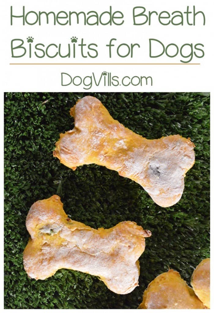 Say so long to stinky dog kisses! Check out this easy minty homemade breath biscuits recipe for dogs to sweeten his slobbery kisses even more!