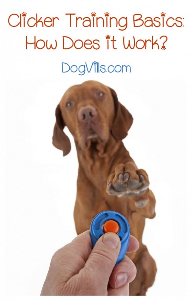 When it comes to dog training, few methods cause more confusing than the click method. How does clicker training work? Should you reward your dog every time you click? Is the click itself a reward? We’re talking about the click debate and sharing some clicker training basics to hopefully demystify the method once and for all. Come check it out!