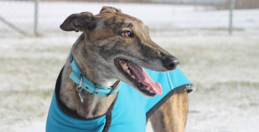 Greyhounds are one of the best service dog breeds for anxiety and depression!