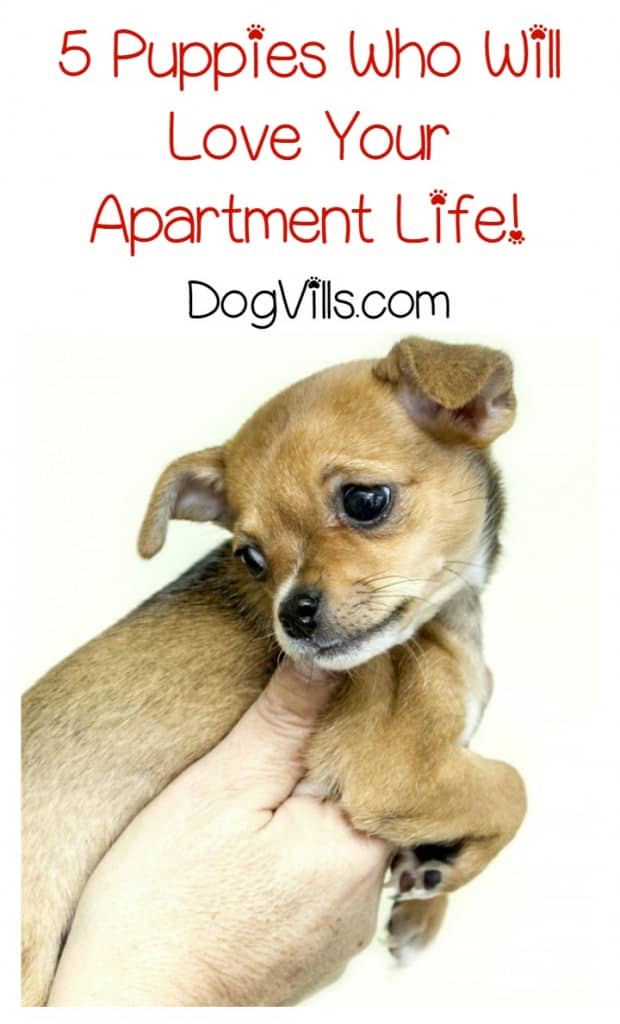 Looking for puppies who will love your apartment life? There are plenty to choose from (more than you may think!), but we narrowed down the list to 5 of our favorite dogs who can handle living in apartments. Ready to check them out?