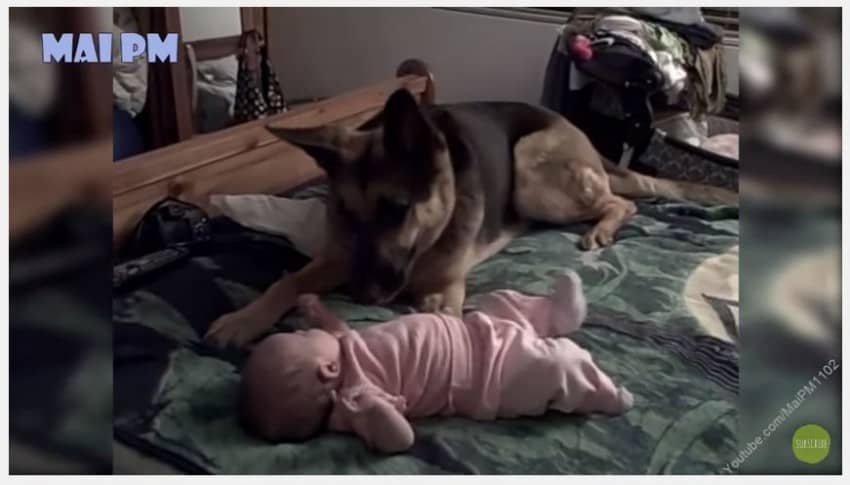 This adorable compilation of German Shepherds playing with and protecting babies shows why they're such amazing family dogs!