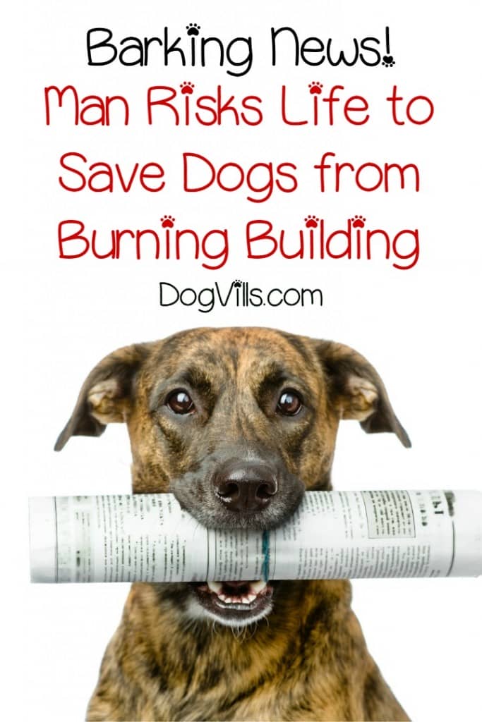 How far would you go to save your dogs? Would you run into a burning building to rescue them? That's what one man did in today's Barking News story. His heroism and love for his pups saved them from disaster. Now he needs a bit of help from the dog lover community. Check out this touching and harrowing story of a man who risked his life to save his beloved canine companions.