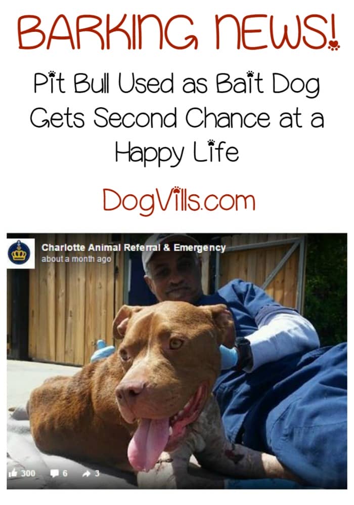 This is a story of caring people and a dog with a lot of will and determination. A pit bull was found by Casey Lawrence, a real estate agent in Rock Hill, South Carolina. What happens next is nothing short of inspirational.