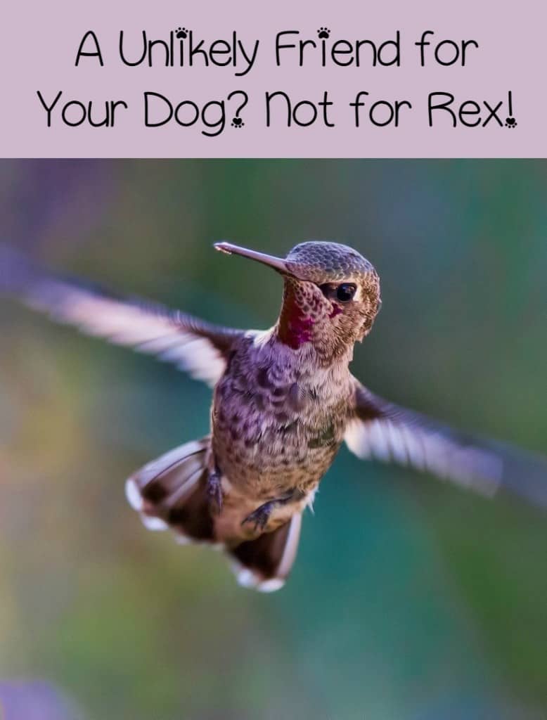 You may think a hummingbird is a pretty unlikely friend for your dog. Usually, you'd be right. Former feral Rex, though, calls a hummingbird his best friend! Check out this adorable story of unlikely pals!