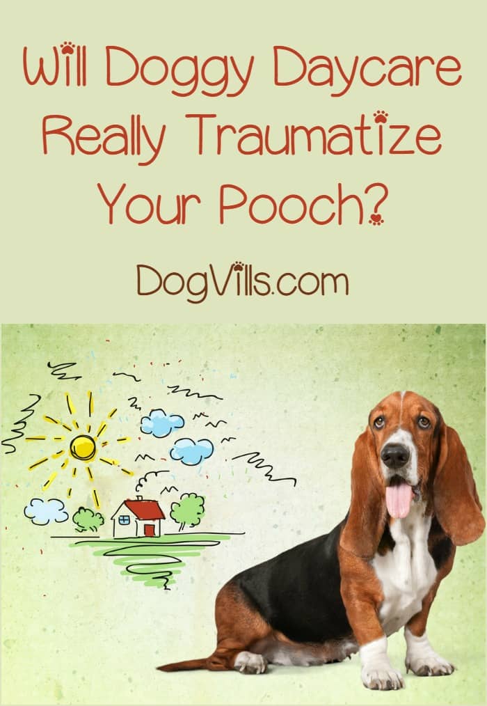 Doggy daycare is a term that conjures up images of our dogs crying and sobbing while they wait for us to get them from the strange land we left them in. Is that really what it’s like, though? Should you really be nervous about it? Find out the truth about dog daycare.