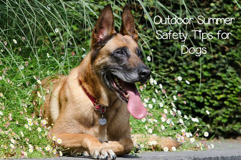 13 Outdoor Safety Tips for Dogs to Keep Your Pup Safe & Happy All Summer Long